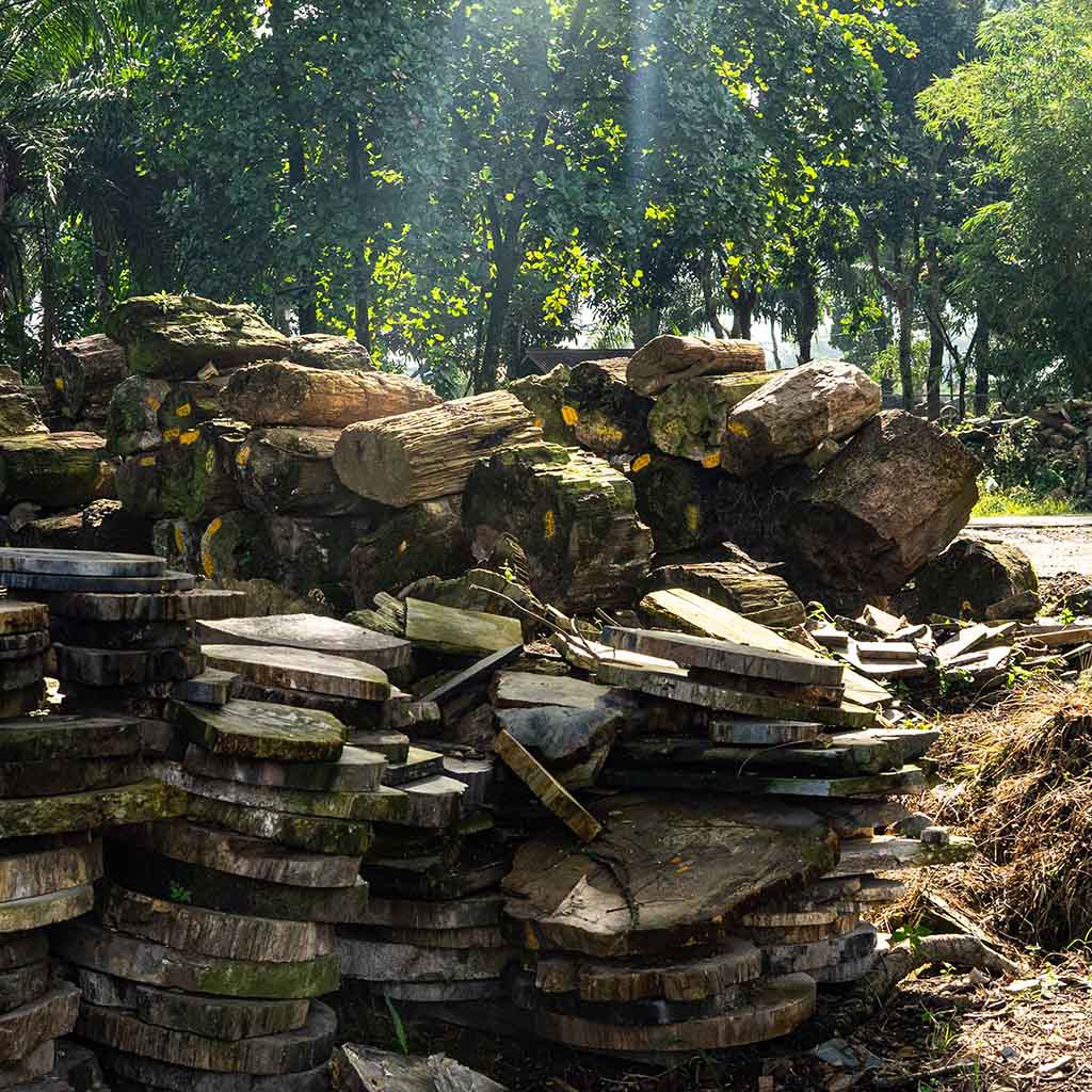 Petrified Wood in Indonesia: Tracing Geological Chronicles and Ecological Transitions