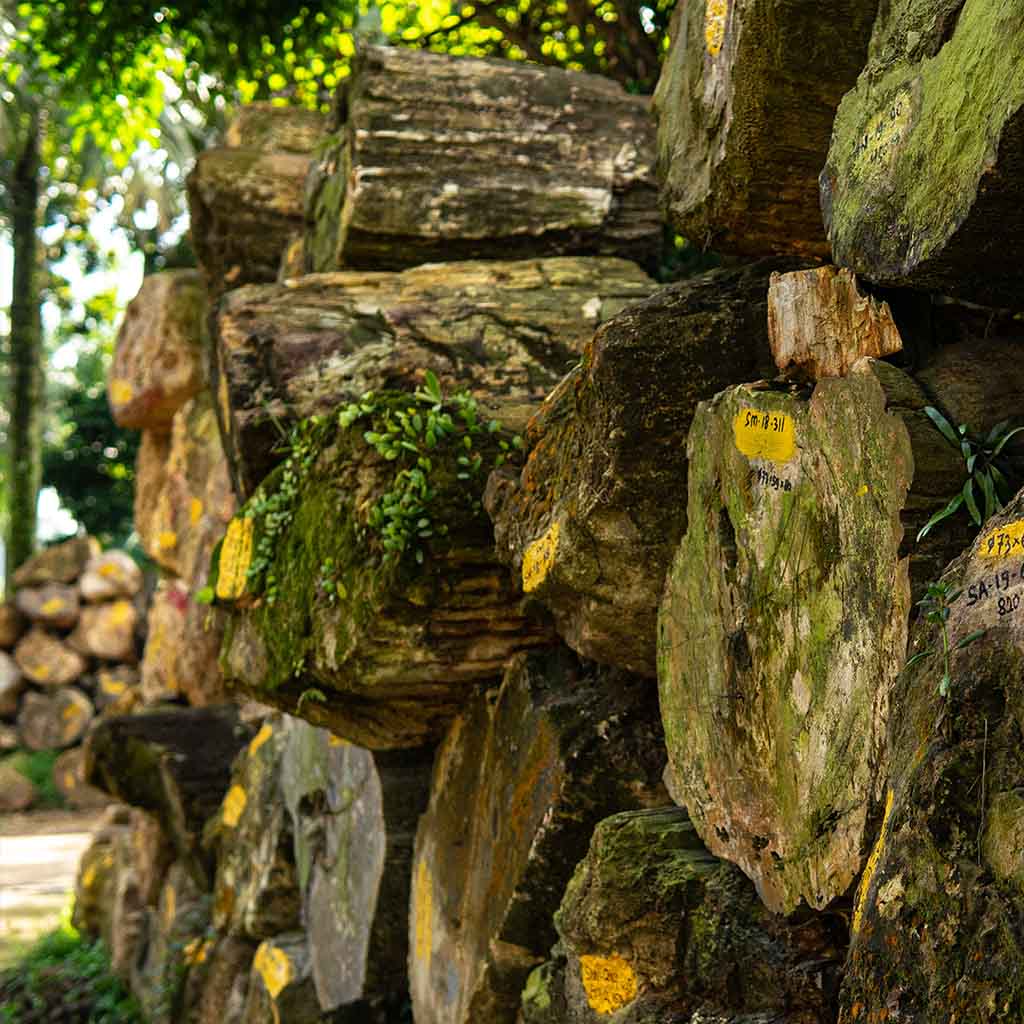 The Selection of Raw Materials for Petrified Wood Furniture